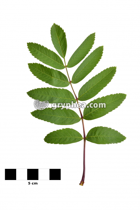 Sorbier des oiseleurs - feuille sur fond blanc (Sorbus aucuparia) - gryphea.com